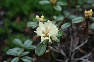 Rhododendron anthopogon subsp. hypenanthum 'Annapurna'