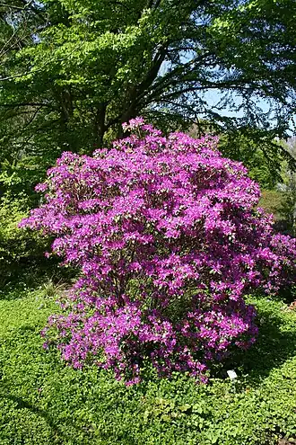 Rh. concinnum в ботаническом саду Франкфуртского университета