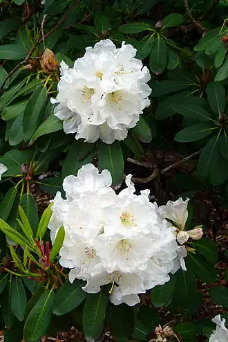 Rhododendron decorum ssp. diaprepes