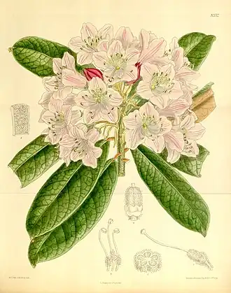 Ботаническая иллюстрация - Rhododendron ungerniiCurtis's Botanical Magazine, 1910 г.