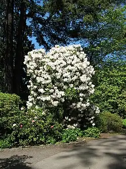 Белый рододендрон