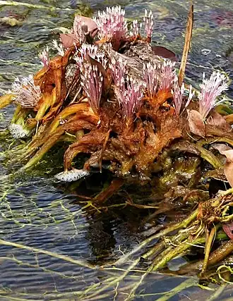 Rhyncholacis penicillata, цветущее растение. Венесуэла, штат Боливар