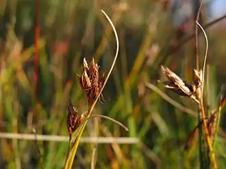 Очеретник бурый