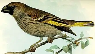 Золотокрылый вьюрок (Rhynchostruthus socotranus)