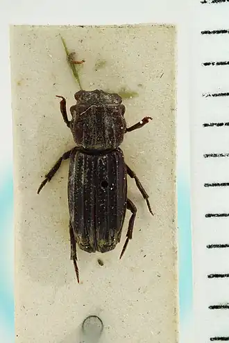 Rhyparus philippinensis