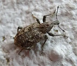 Listroderes costirostris