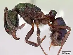 Rhytidoponera metallica