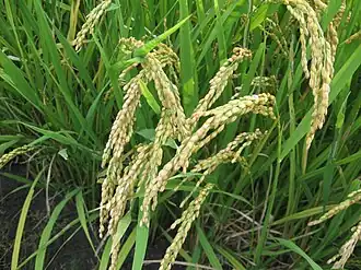 Общий вид растения