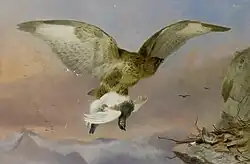 Канюк, несущий куропатку