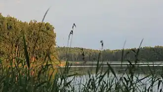 Вид на озеро Риебиню летом 2013 года