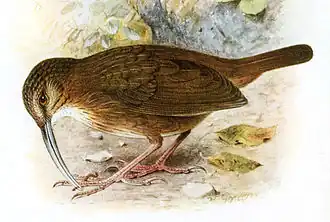 Короткохвостая тимелия