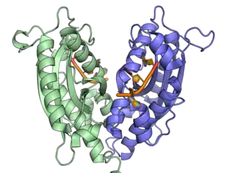 Димерная рибонуклеаза T (зелёным и синим цветами показаны отдельные мономеры фермента) в комплексе с ДНК (показана оранжевым цветом), PDB ID 3NH1.