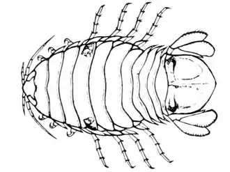Самец Rocinela maculata