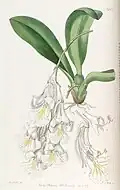 Rodriguezia candida из книги Edwards's Botanical Register, Volume 23 (N.S. 10), Plate 1927. 1837 г.