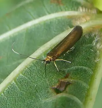 Реслерштаммиды