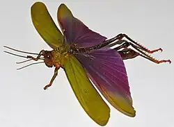 Titanacris albipes, самец