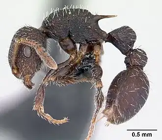 Муравей Romblonella opaca