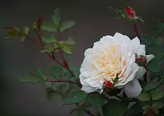 Rosa 'Crocus Rose'Россия, Владимирская область