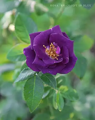 Rosa 'Rhapsody in Blue'