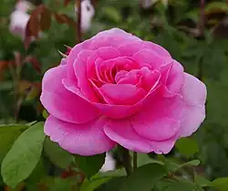 Роза 'Gertrude Jekyll'