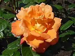 Роза 'Луи де Фюнес'[англ.]