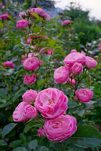 'Rosa 'Walferdange'Россия. Владимирская область, частный сад