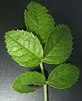 Лист Rosa pseudoscabriuscula