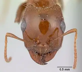Rossomyrmex proformicarum