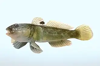 Neogobius melanostomus