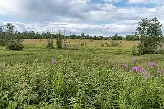 Заливной луг в верховьях реки у деревни Лихачёво.
