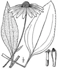 Rudbeckia grandiflora