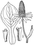 Rudbeckia maxima