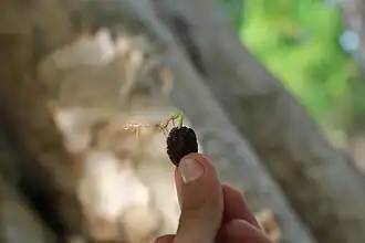 Росток рудракши пробился из плода.