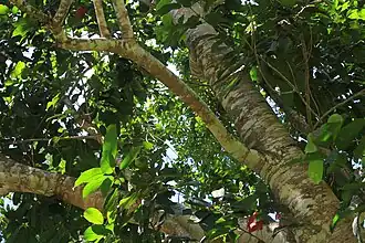 Дерево рудракши.