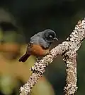 Рыжебрюхая синица (Melaniparus rufiventris)