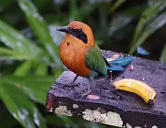 Baryphthengus martii