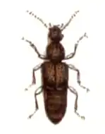 Rugilus rufipes