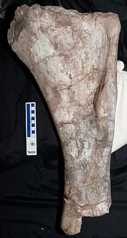 Плечевая кость