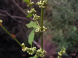 Клубочек щавеля клубковатого (Rumex conglomeratus Murray)