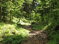 Голеневский ручей в 2009 году