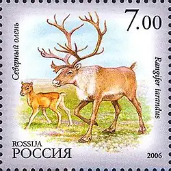 Северный олень, 2006