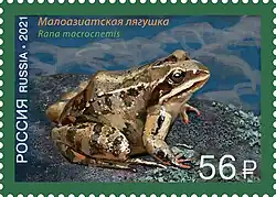 Малоазиатская лягушка