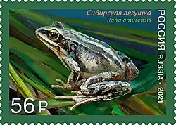 Сибирская лягушка