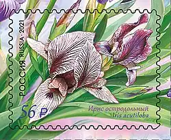 Ирис остродольный