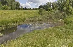 Сосенка около деревни Шушпаново Рыбновского района