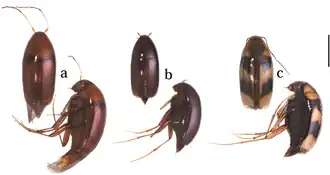 a. Scaphicoma subflava, b. Scaphicoma bidentia, c. Scaphicoma quadrifasciata. Вид сверху и сбоку. Отрезок: 1,0 мм.