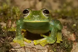 Белопятнистая стеклянная лягушка