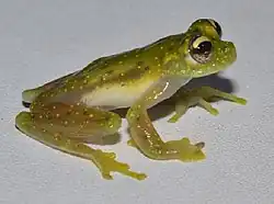 Sachatamia electrops