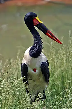 Седлоклювый ябиру(Ephippiorhynchus senegalensis)