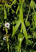 Стрелолист обыкновенный (Sagittaria sagittifolia)